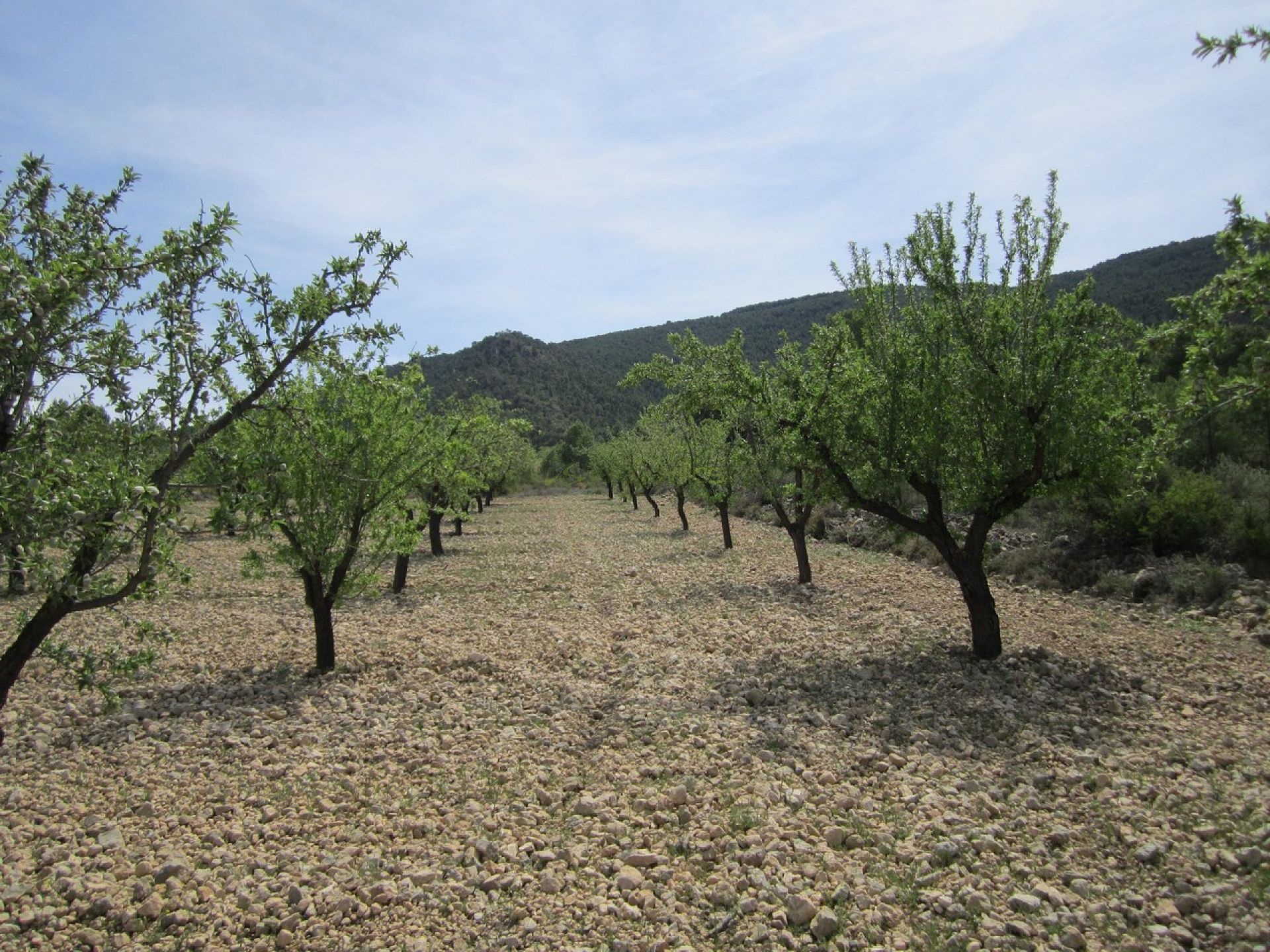 Perceel van 12.434 m2 beplant met eeuwenoude olijf- en amandelbomen - Inland Villas Spain