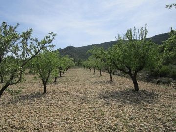 Terrain de 12 434 m2 planté d'oliviers et d'amandiers centenaires