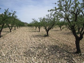 Perceel van 12.434 m2 beplant met eeuwenoude olijf- en amandelbomen - Inland Villas Spain