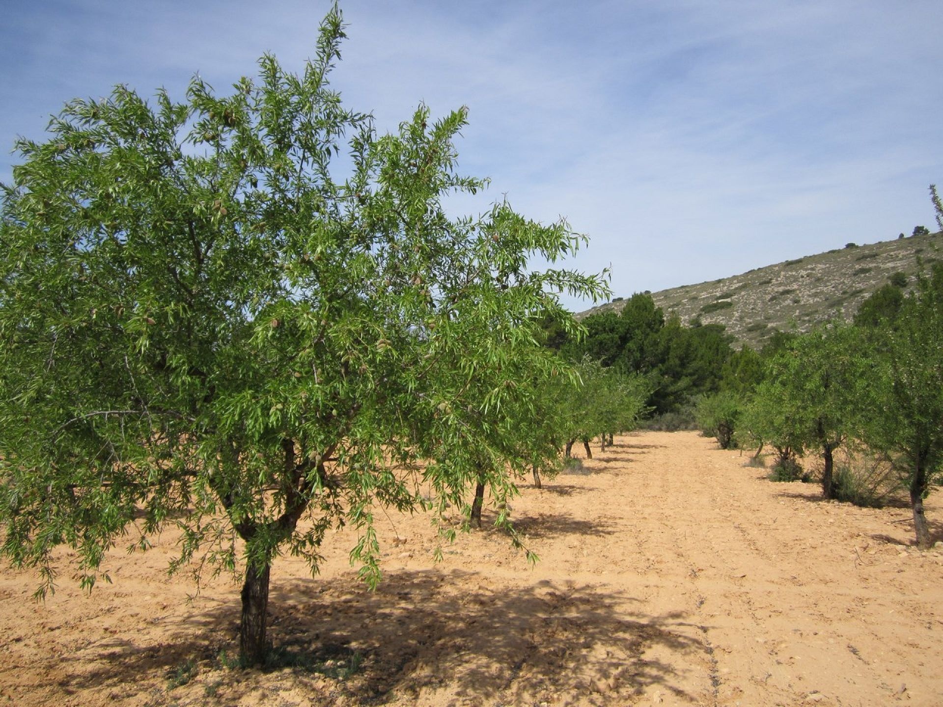 Plot of 10,401 m2 - Inland Villas Spain