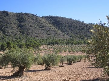 Plot of 19,496m2 - Inland Villas Spain