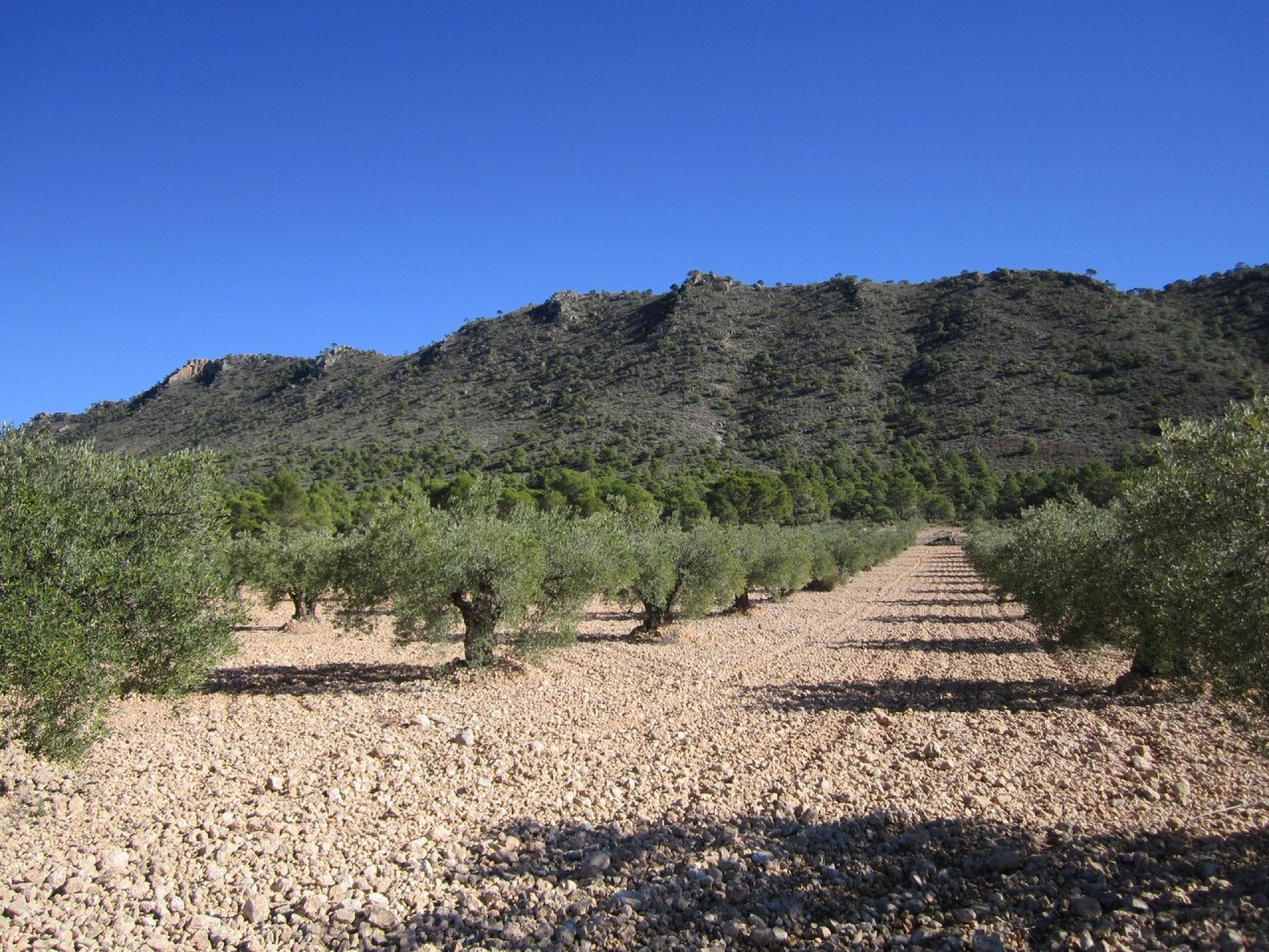 Plot of 6,154 m2 - Inland Villas Spain