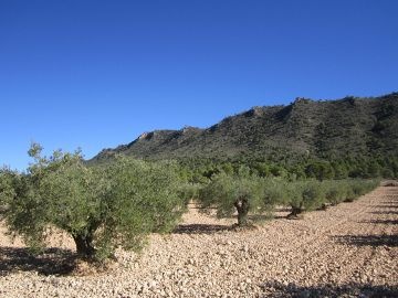 Plot of 6,154 m2 - Inland Villas Spain