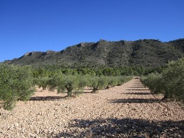 Terrain de 6 154 m2