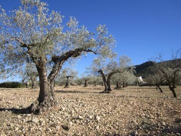 Terrain de 20 054 m2
