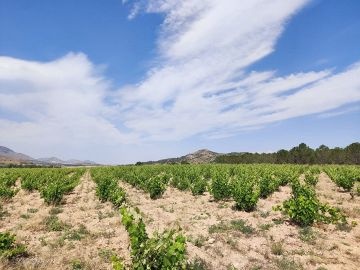 Historic mansion with 321 hectares of land - Inland Villas Spain