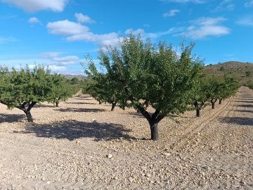 58-hectare almond farm, in full production. - Inland Villas Spain