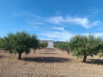 58-hectare almond farm, in full production.