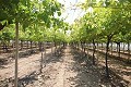 Groot landhuis met marmeren bedrijf en druivenplantage in Inland Villas Spain