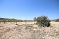 Terrain à bâtir avec eau, électricité et arbres in Inland Villas Spain