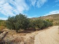 Plot of land with Olive Grove in Inland Villas Spain