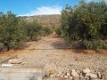 Plot of land with Olive Grove in Inland Villas Spain