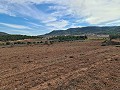 Land in Pinoso in Inland Villas Spain