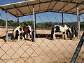 Prachtig paardenbezit met een prachtig uitzicht in Inland Villas Spain