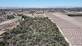 Non building plot of land in Elche with palm trees in Inland Villas Spain